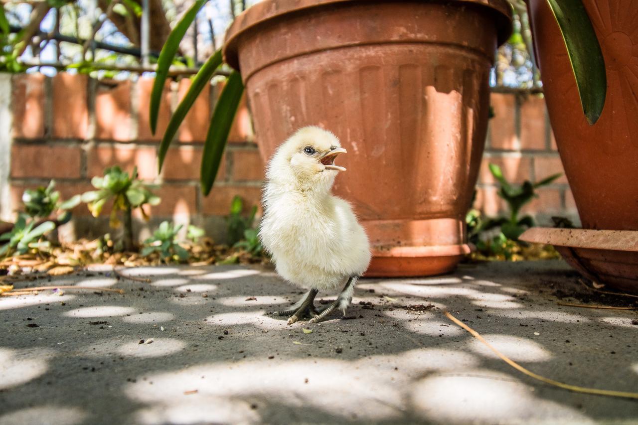 טרמולי Il Gallo Con Gli Stivali מראה חיצוני תמונה