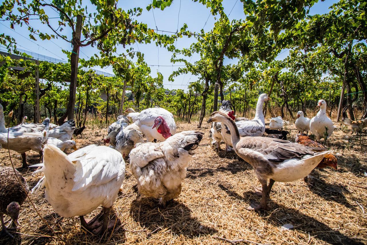 טרמולי Il Gallo Con Gli Stivali מראה חיצוני תמונה
