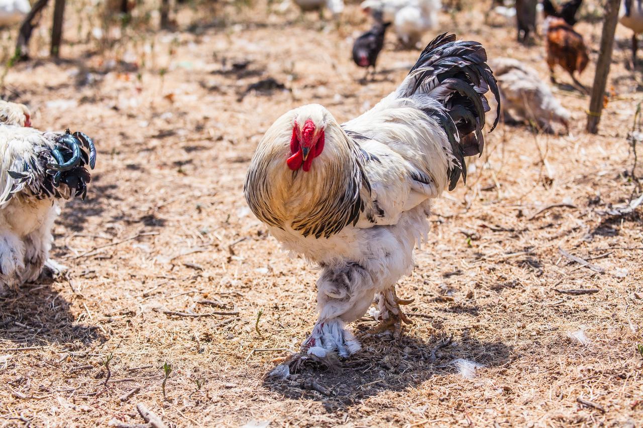 טרמולי Il Gallo Con Gli Stivali מראה חיצוני תמונה