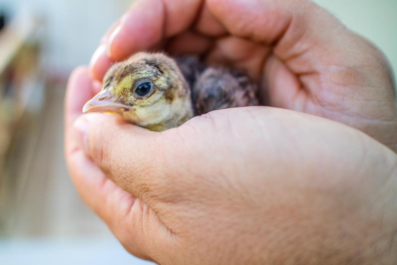טרמולי Il Gallo Con Gli Stivali מראה חיצוני תמונה