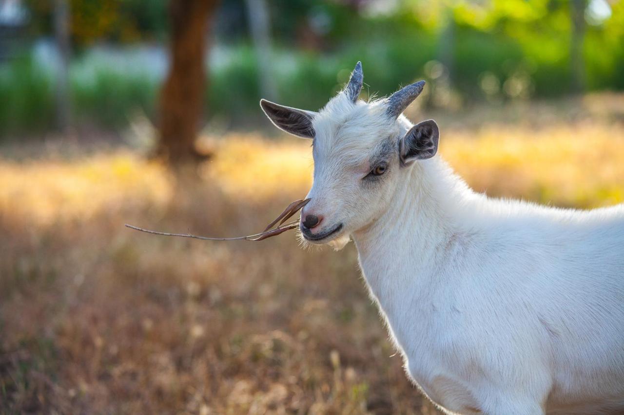 טרמולי Il Gallo Con Gli Stivali מראה חיצוני תמונה