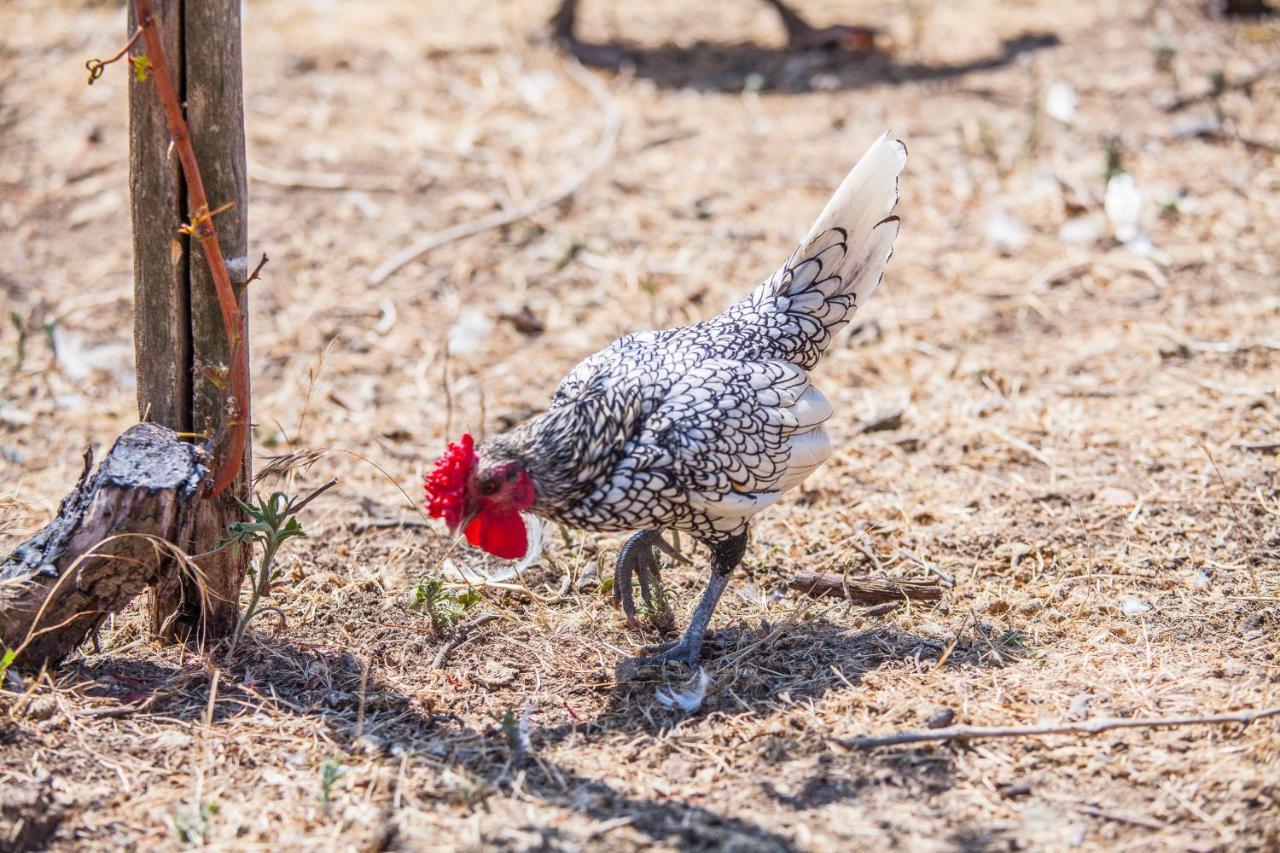 טרמולי Il Gallo Con Gli Stivali מראה חיצוני תמונה