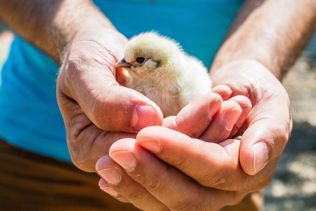 טרמולי Il Gallo Con Gli Stivali מראה חיצוני תמונה