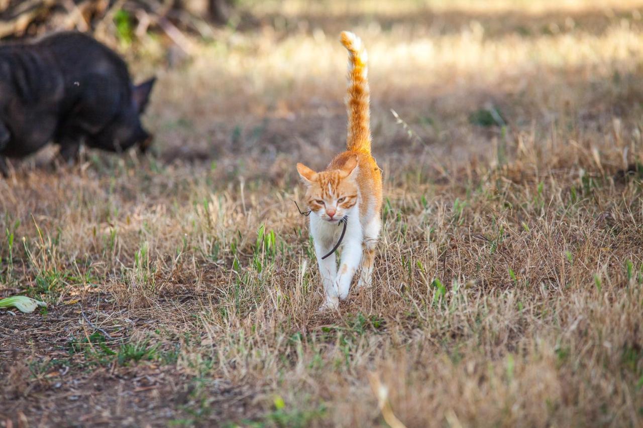 טרמולי Il Gallo Con Gli Stivali מראה חיצוני תמונה
