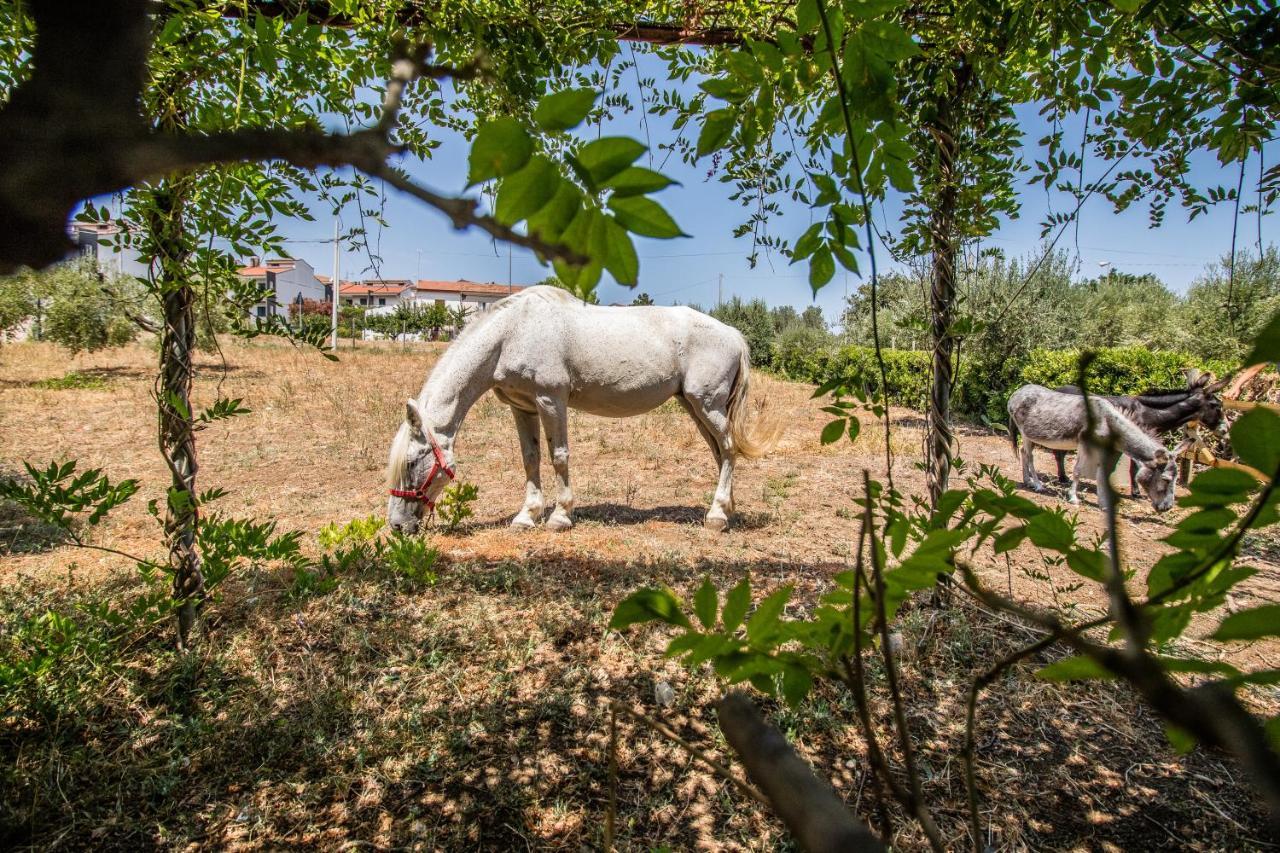 טרמולי Il Gallo Con Gli Stivali מראה חיצוני תמונה